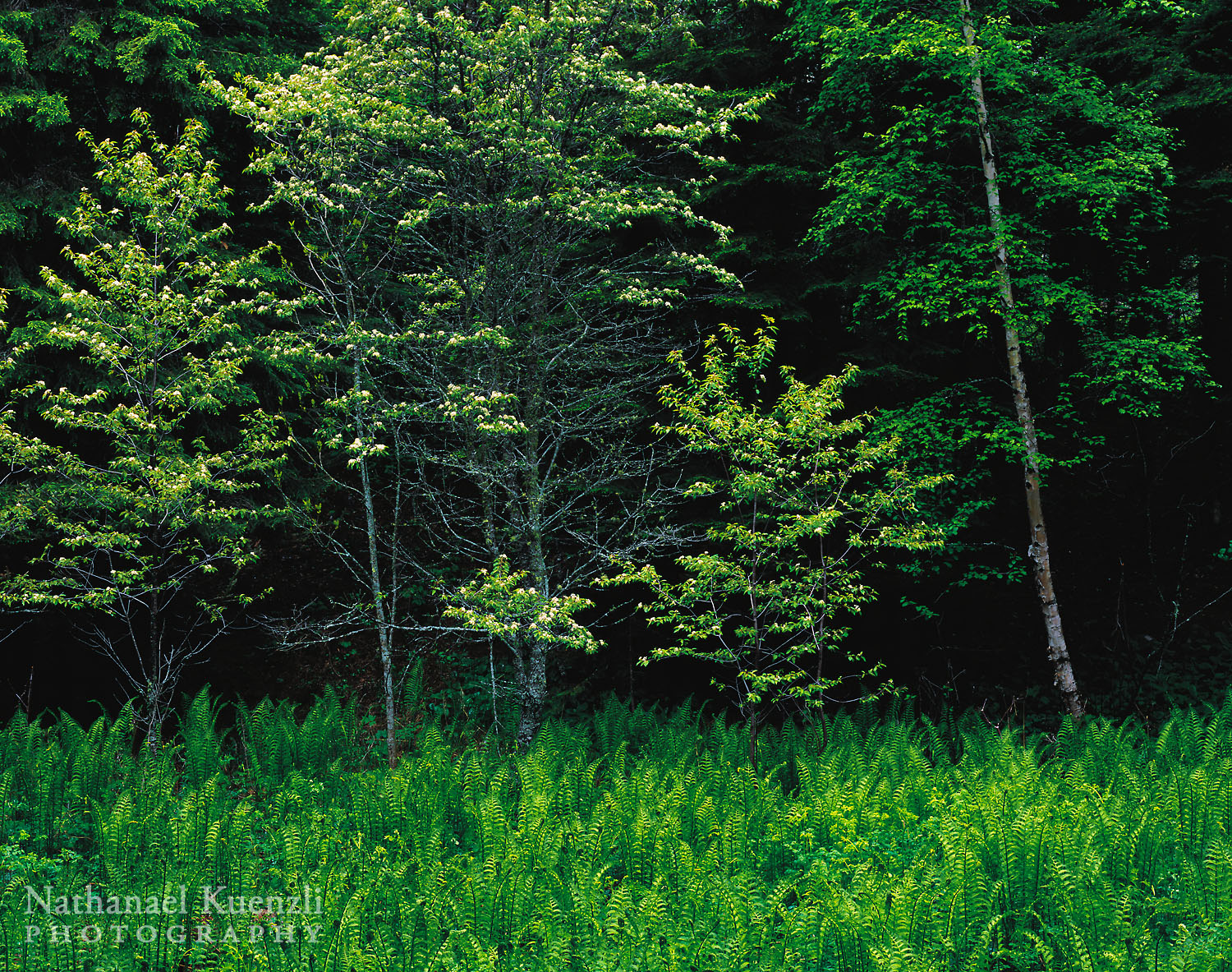    Fiddlehead Ferns, Cascade River State Park, Minnesota, June 2005   