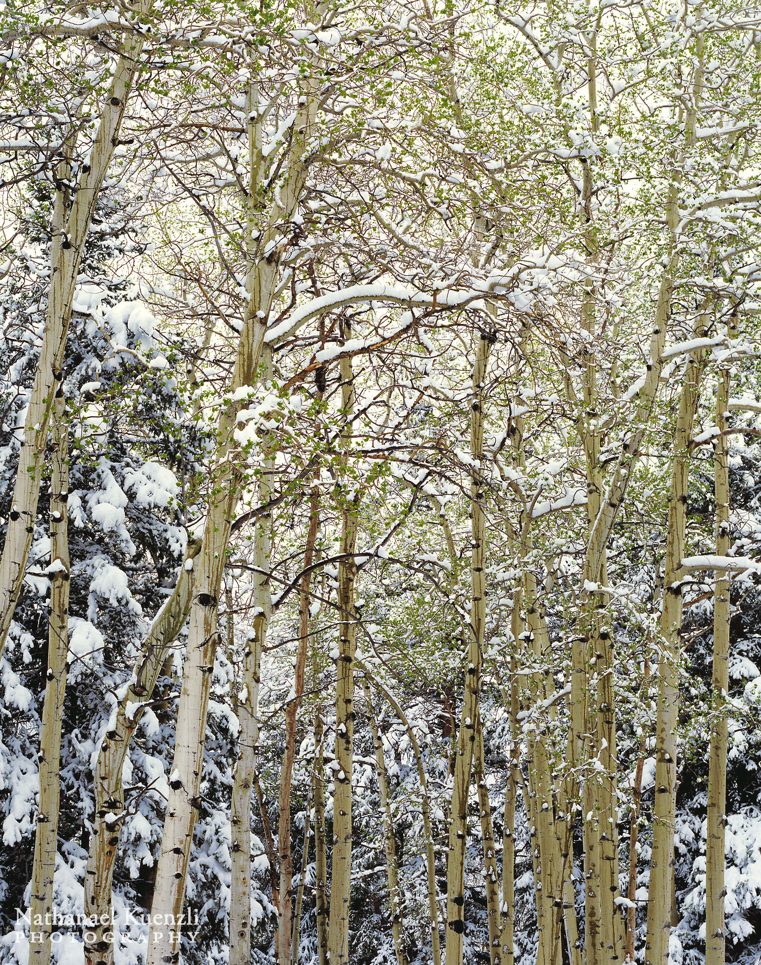    Spring Snow, Horseshoe Park, Rocky Mountain National Park, Colorado, May 2004   