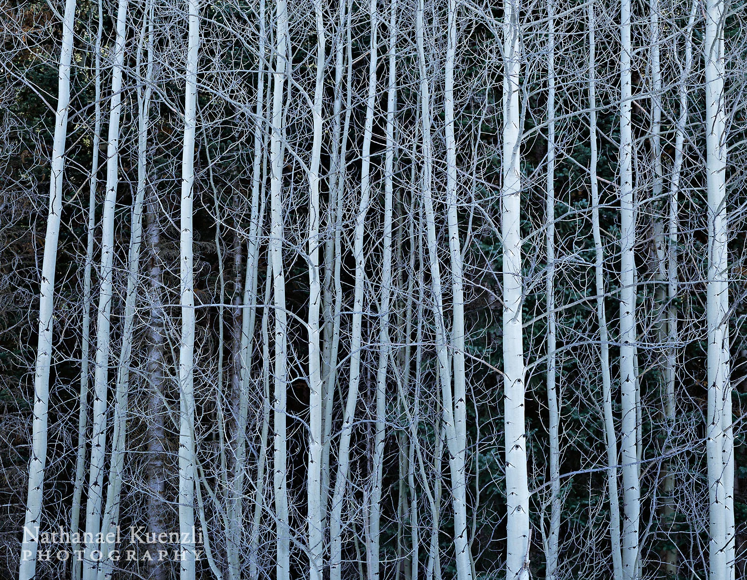 Aspens, Manti-LaSal NF, Utah, November 2010