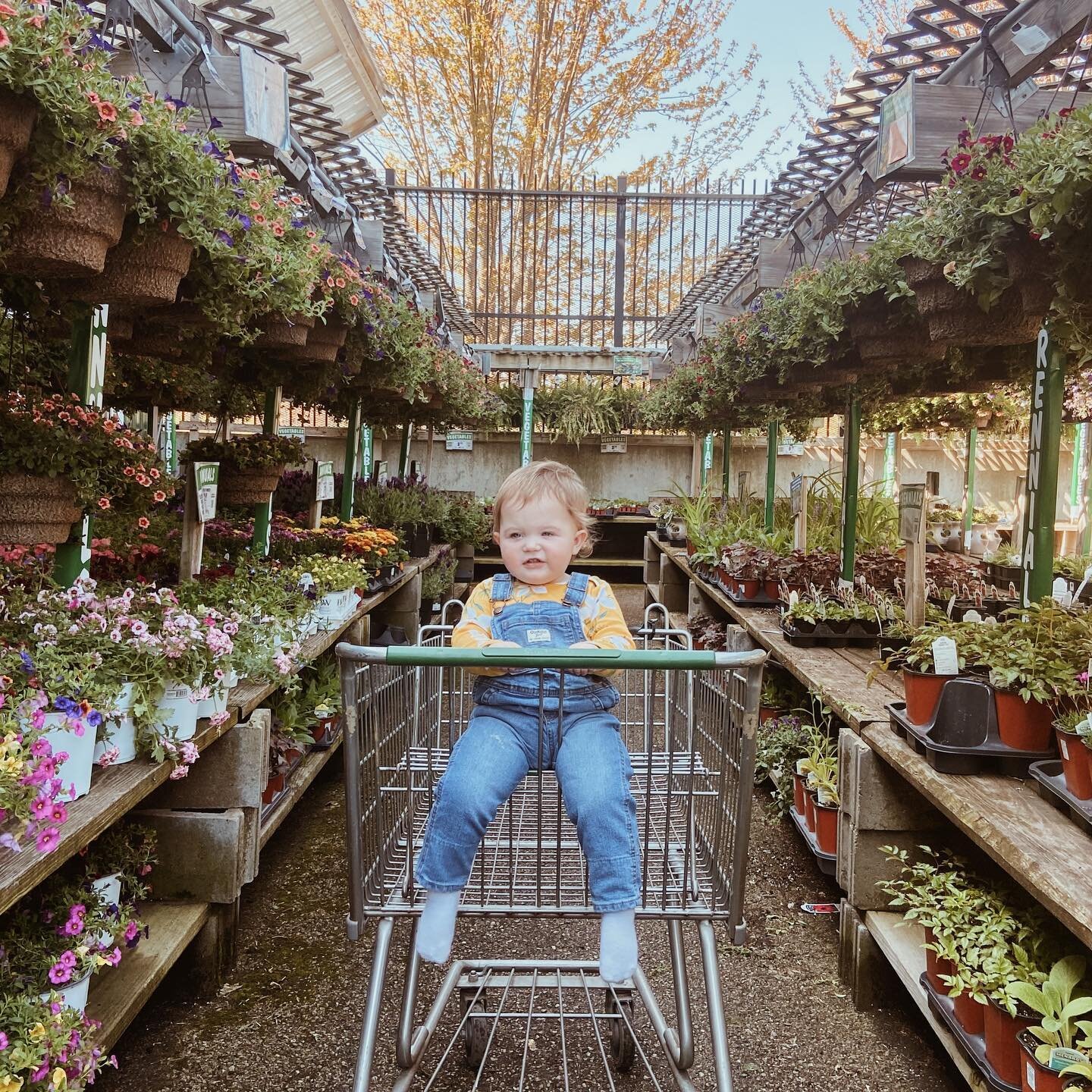 Doesn&rsquo;t get much better than toddlers in overalls, sunshine, and the Menard&rsquo;s garden center on a Sunday. Glorious.🌸🌱☀️🌺🪴