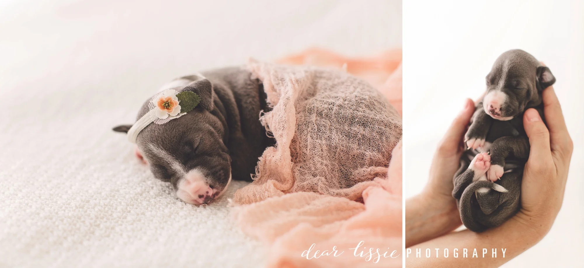 Newborn Italian Greyhound Puppies {Greenville, SC Newborn Photography