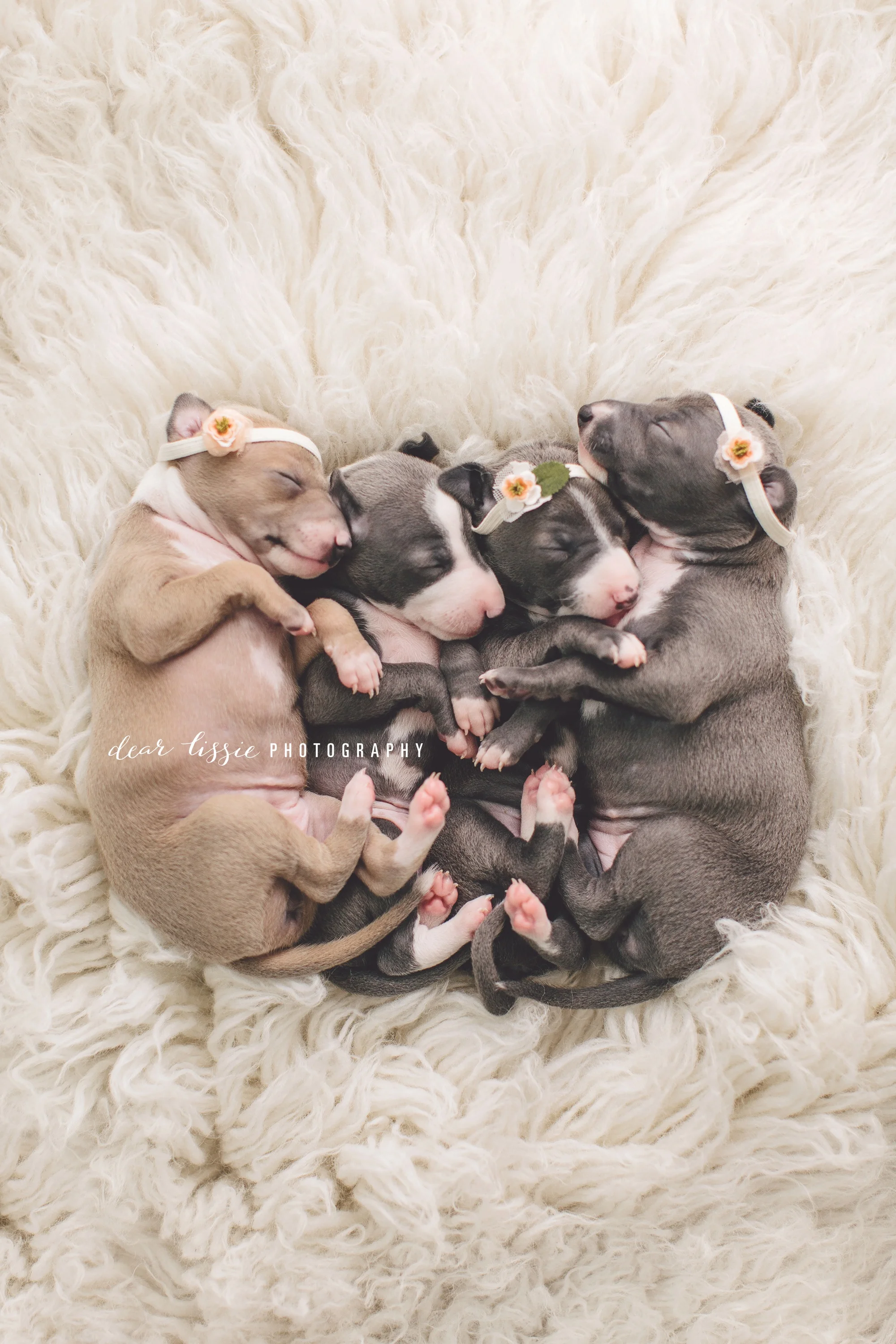 Newborn Italian Greyhound Puppies {Greenville, SC Newborn Photography