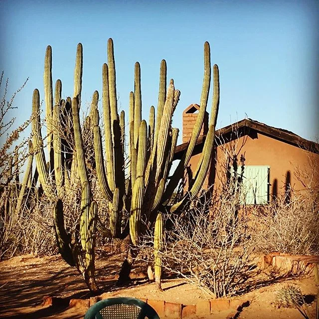 La Casita.  #fieldstationlife #cactus #fieldstations #huatabampo #costeropitaya #pitayacoast #beach #beachlife #desert #naturalbuilding