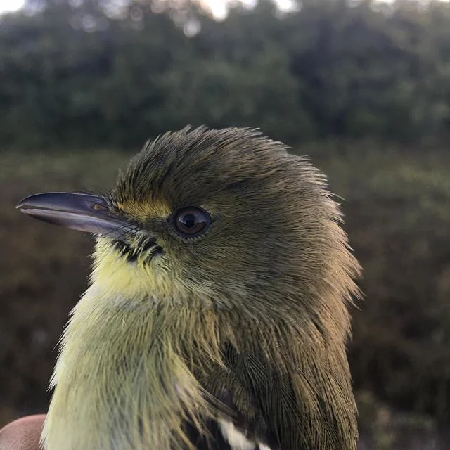 Mangrove Vireos are at the northern limits of their range at the field station and are a regular capture in our new mangrove project. #birdbanding #birds #ecologicalmonitoring #mangroves #fieldstation #fieldstationlife #conservation #vireo #birdsbird