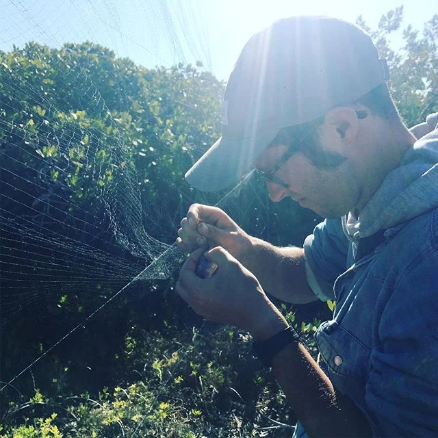 A new crop of interns learns to bad birds. #birdbanding #conservation #fieldstation #birdobservatories #longtermmonitoring #mangroves #sonora #mexico #birds #education