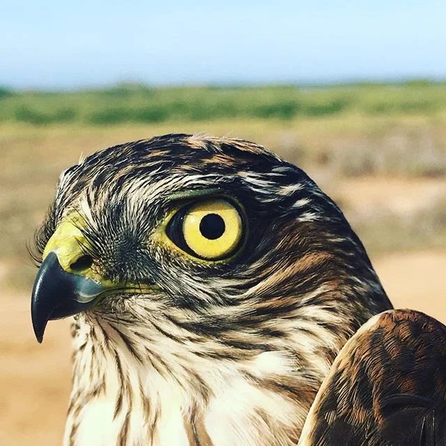Bird-a-thon is back! Please donate to our bird-a-thon! Or better yet, start a team! Info is all here: https://www.gofundme.com/navopatia-field-station-birdathon

#fundraising #conservation #fieldstation #ecologicalmonitoring #birds  #birdsofinstagram