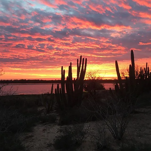 Donate to our Bird-a-thon! It&rsquo;s easy! Just go to this link: https://www.gofundme.com/navopatia-field-station-birdathon
Your donations help us continue important work. #conservation #education #ecologicalmonitoring #sonora #mexico #fieldststatio