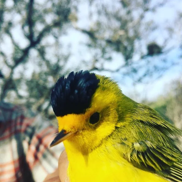 Wilson! We just finished the last day of mangrove banding for the season. Thanks to all our supporters. #birds #mangroves #conservation #ecologicalmonitoring #birdbanding #fieldstation #fieldstationlife #coastalecosystem #climatechange #educational