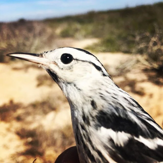 Black-and-white Warblers can be much more common in northwestern Mexico than many might think. #birds #mistnetting #birdbanding #fieldwork #fieldstation #conservation #easternwarbler #mangroves #sonora #wildlifemonitoring