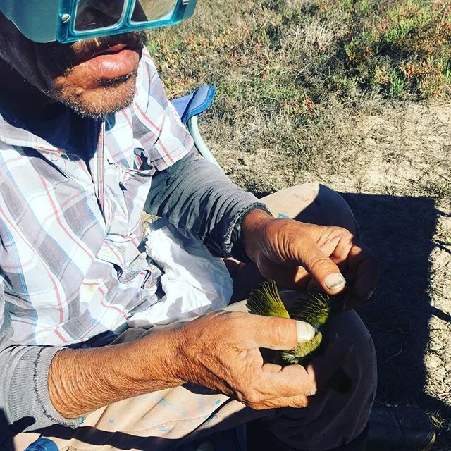 Over the years Tino has gone from occasional boatman to banding crew lead. He is banding every time the nets go up. And fixing them when nets go down. His help and enthusiasm are a big part of our banding programs.  #fieldstationlife #birdbanding #bi