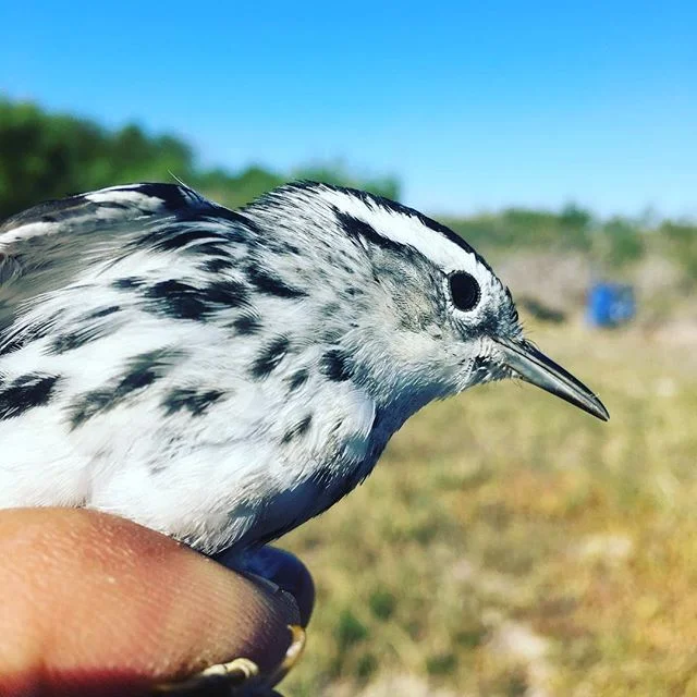 With a recent cold snap in Sonora, many more eastern warblers are winding up in our mistnets. #longtermmonitoring #birds #conservation #birdbanding #fieldstationlife #longtermrelationship