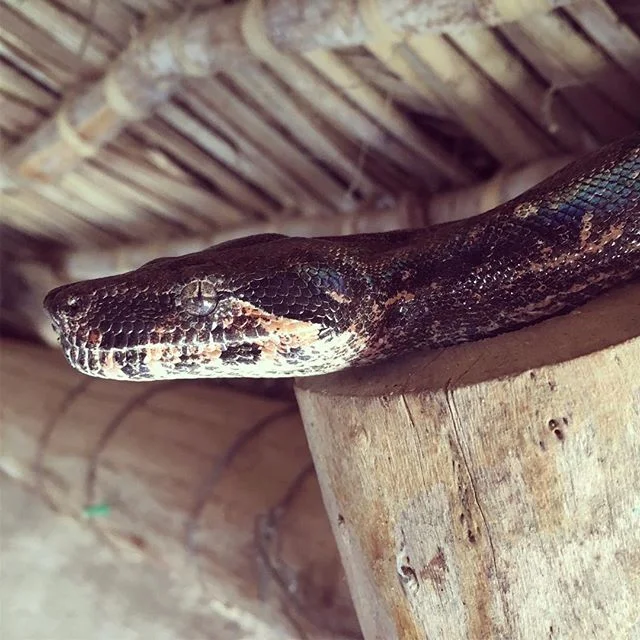 Boa imperators are a common site in Navopatia. When we started working here they were heavily persecuted. They are now welcomed. When some houses get too many they bring them by the field station. Over the years we&rsquo;ve had large females take up 
