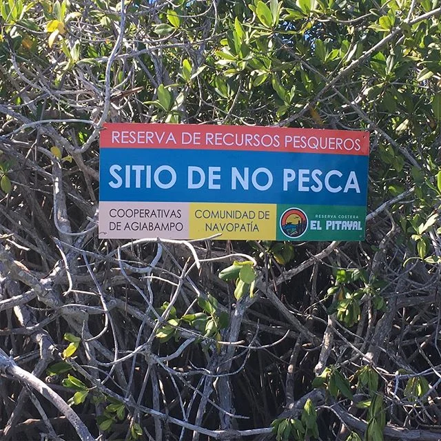 Our partners at NCI Mexico, have done great work with local communities and fishermen. Leading to mangroves in a small area of the bay being off-limits to fishing. With local support and vigilance a great step to help the Agiabampo estuary.  #conserv