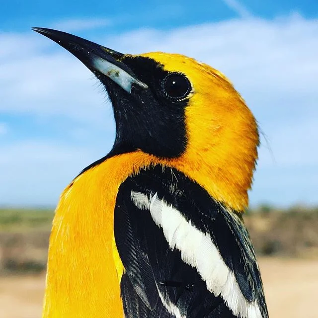Some wind and cold weather have brought a front of Hooded Orioles to our nets in the pitayal. #longtermmonitoring #conservation #birds #birdbanding #fieldstation #longtermrelationship #sonora #pitayacoast