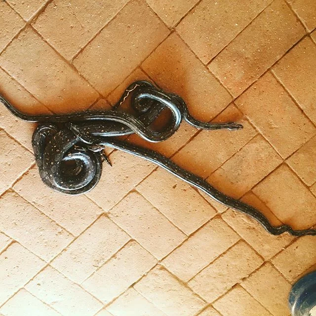 En una vez tuvimos 9 limacoas (Boa imperator) en la palapa. Este especie fue raro cuando empezamos nuestra trabajo en Navopatia. Con educaci&oacute;n y tiempo ya todos les gustan las limacoas y ven como est&aacute;n muy importante para todos.  We had