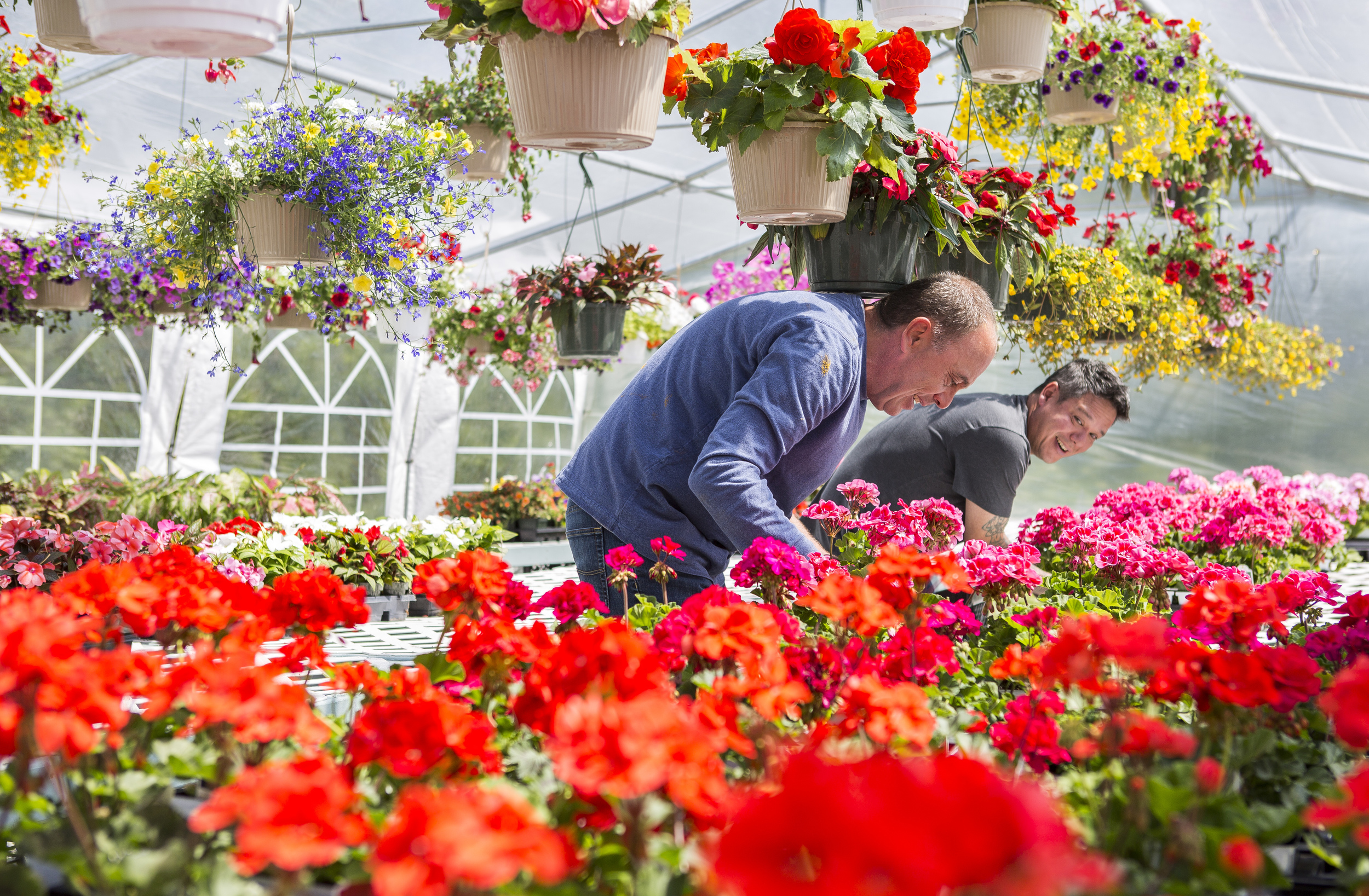 Root 66 Plants co-owner Eric Sarn (left), rearranges flowers with the help of his friend Kery Kim after the cold temperatures overnight forced Sarn to move his plants inside on May 16, 2016 along Business Route 66 in Greensburg, Pennsylvania. Sarn and co-owner Rob Wallace have been selling plants each spring for the past nine years.