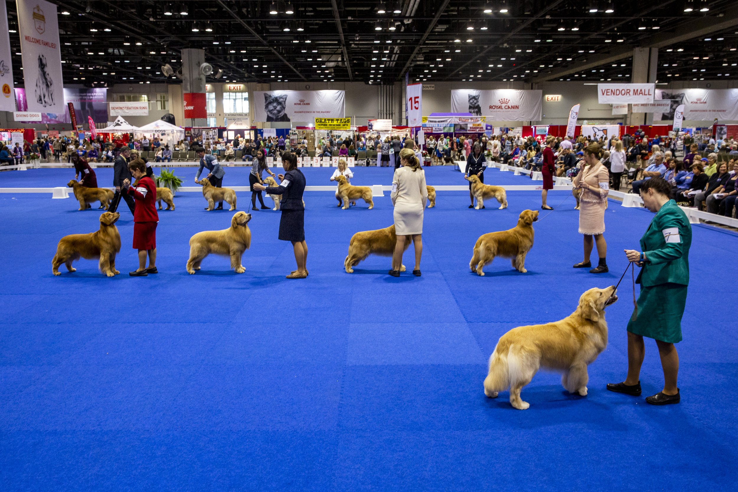  Golden Retrievers and their owners prepare for judging during the American Kennel Club National Championship at Orange County Convention Center on Saturday, Dec. 15, 2018. 