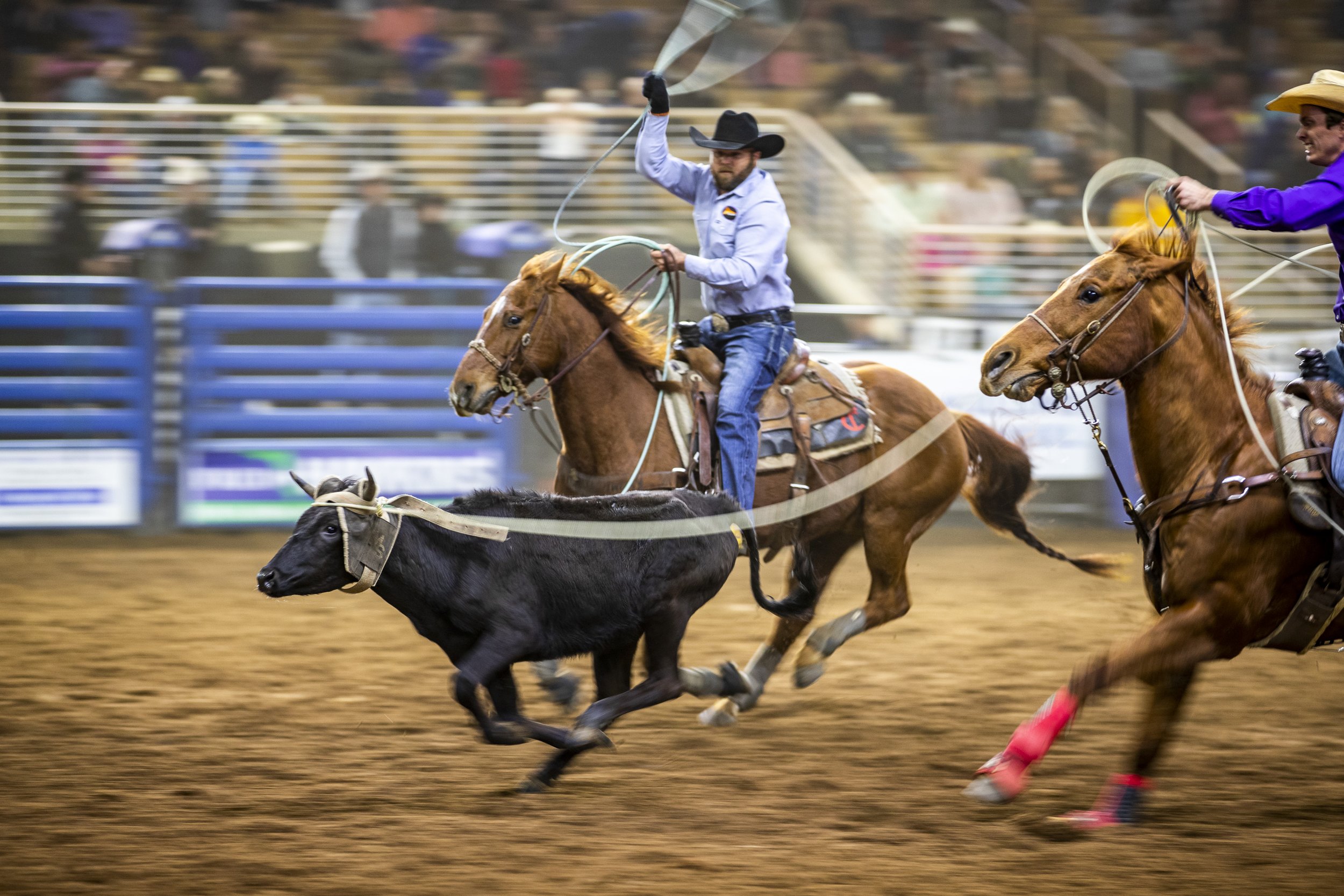  Contestants in the team roping competition chase after a calf during the 144th Silver Spurs Rodeo at Silver Spurs Arena in Kissimmee, Florida. 