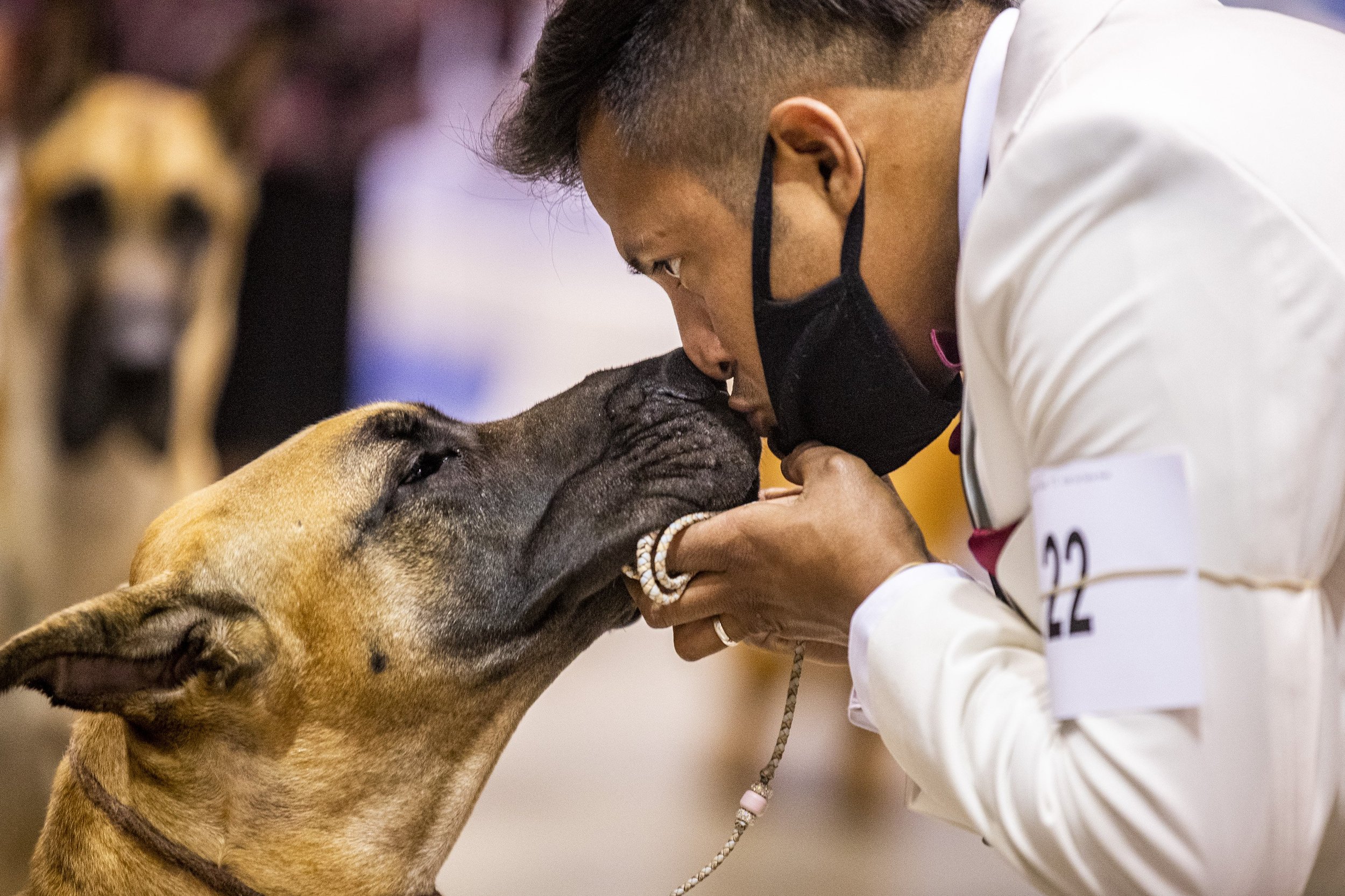  Frankie Camacho of St. Louis shares a moment with his Great Dane, Dauphine, during the AKC National Championship at Orange County Convention Center on Friday, Dec. 11, 2020.  