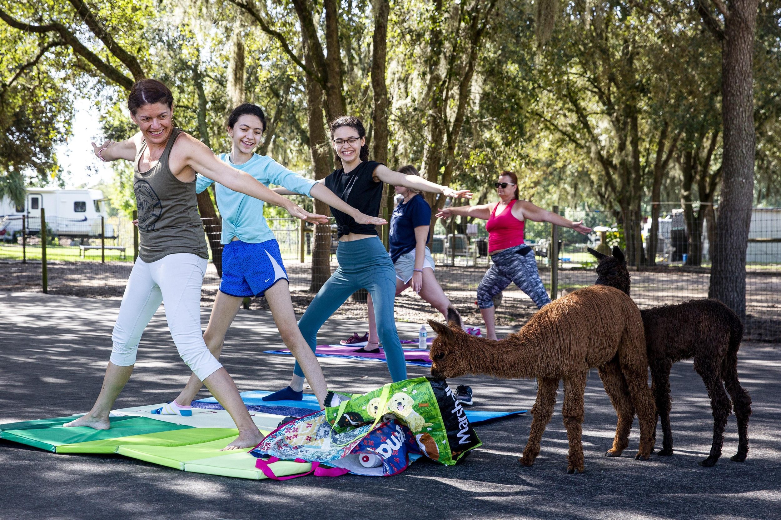  Mafer Montezuma looks back at an alpaca checking out her bag while doing yoga with her teenage daughters Manuella, second from left, and Melissa during an alpaca yoga class at LunaSea Alpaca Farm in Clermont on Thursday, July 30, 2020. 