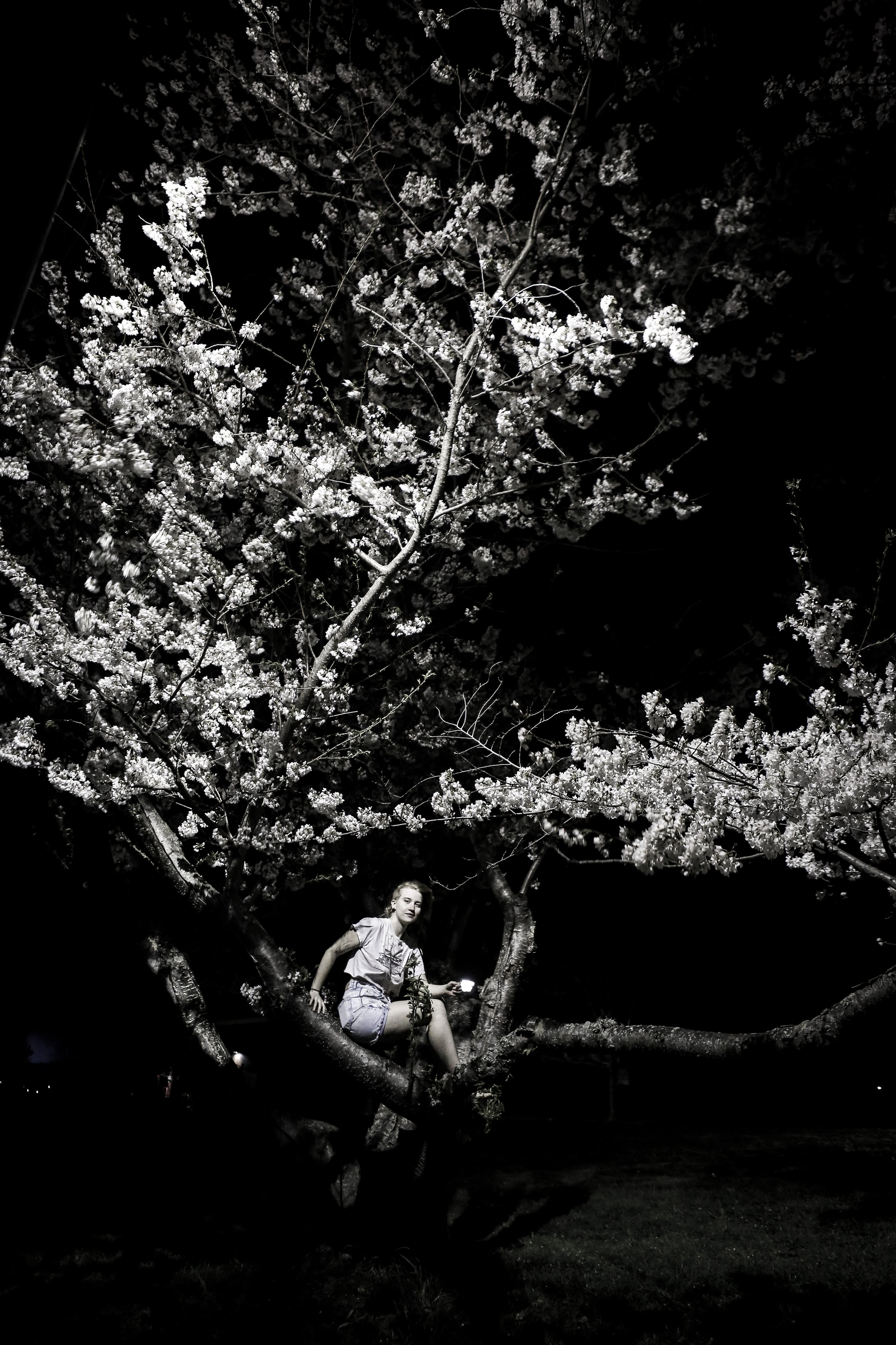  Alana sits in a cherry tree in Athens, Ohio. 