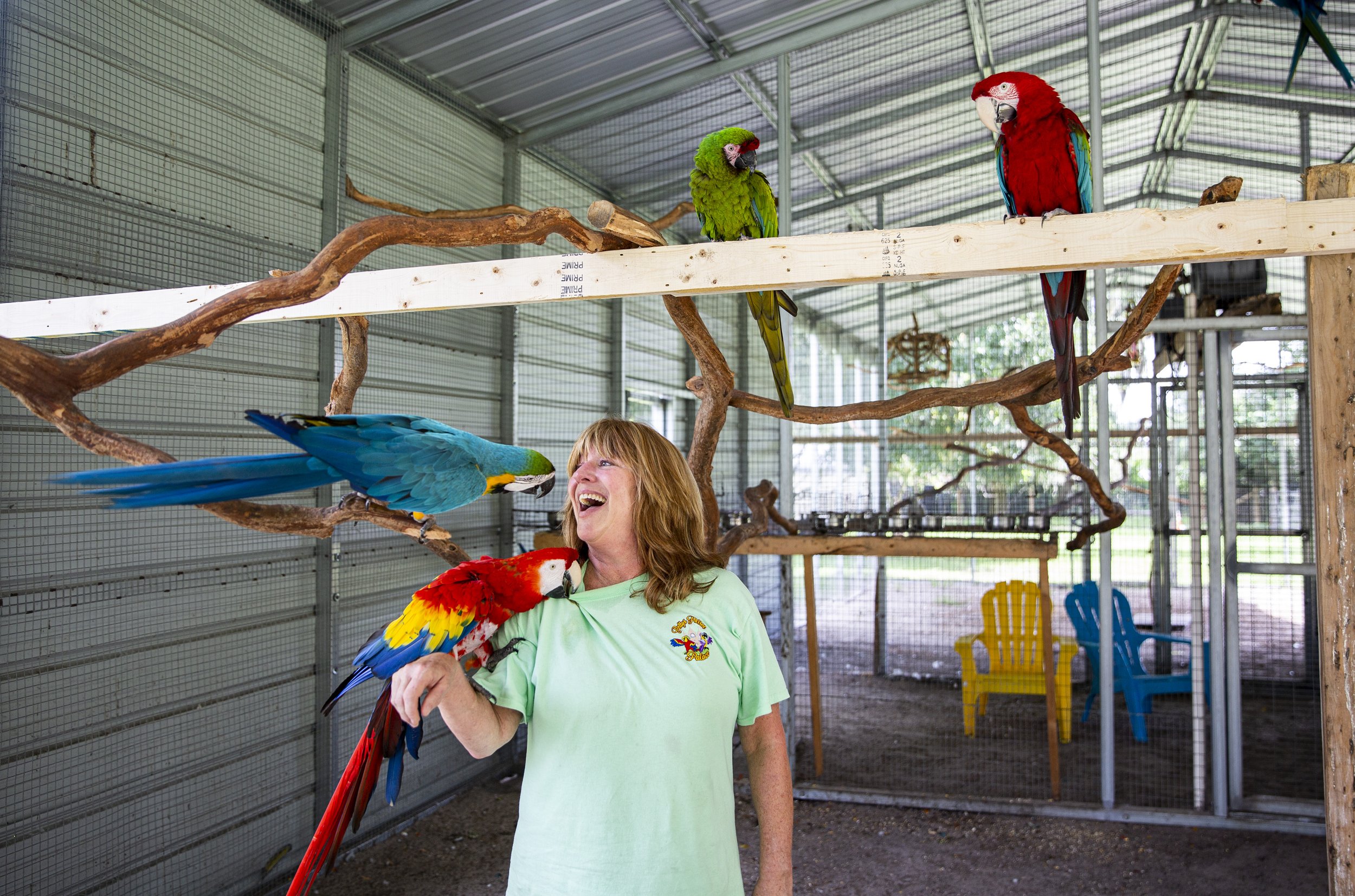  Patricia Koile, founder Patty's Parrot Palace, greets her macaws at her home and bird sanctuary in DeLand on Monday, Aug. 5, 2019.  