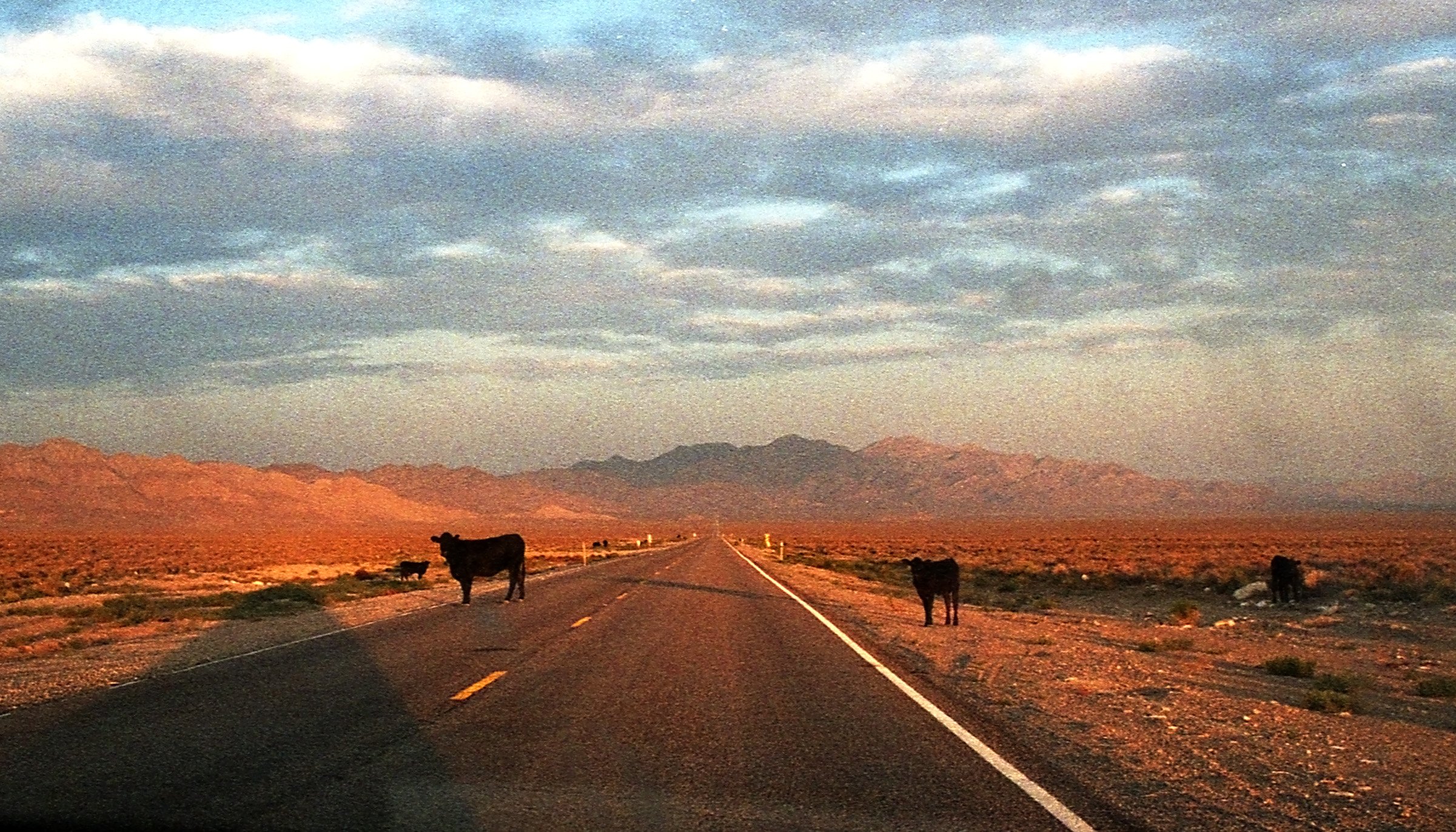  Cows stand alongside the road in Nevada. 