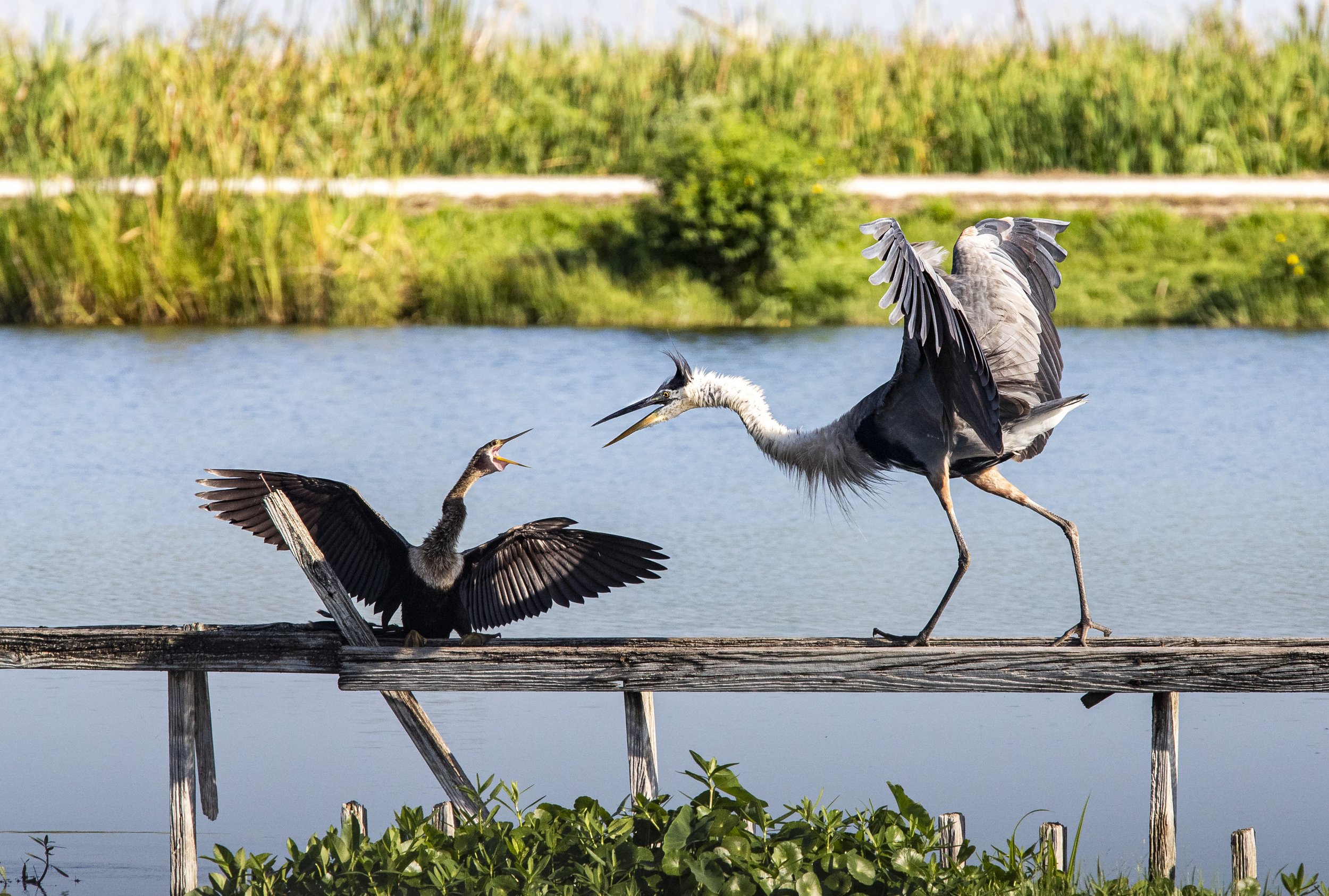  An anhinga and a great blue heron get into a little shouting match at Lake Apopka Wildlife Drive on Friday, July 17, 2020. 