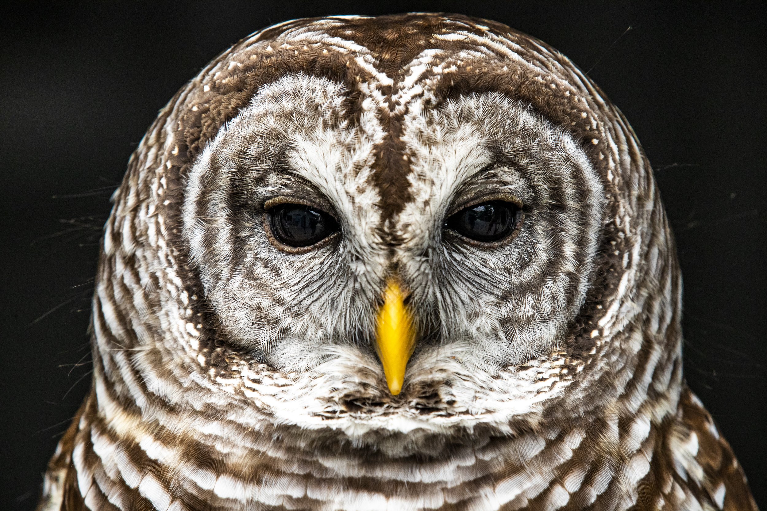 Maple, a barred owl, is one of the ambassador birds at the Audubon Center for Birds of Prey in Maitland on Wednesday, Jan. 13, 2021.  