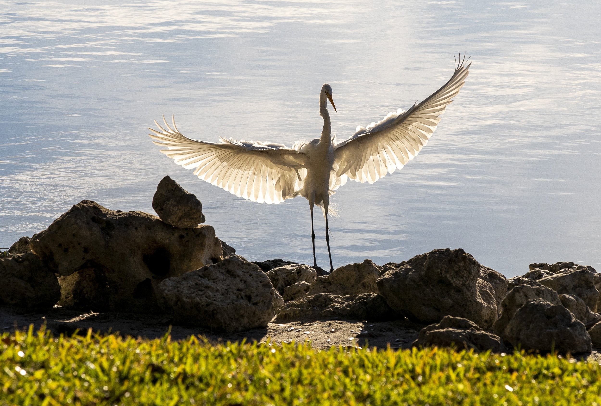  A great egret lands and spreads its wings along the shores of the lake at Cranes Roost Park in Altamonte Springs on Wednesday, Jan. 20, 2021.  