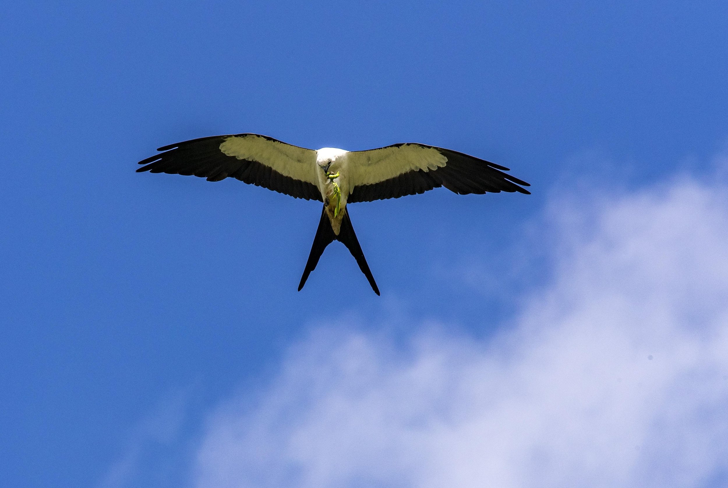  A swallow-tailed kite tries to eat as it flies over the marshes at Lake Apopka Wildlife Drive on Friday, July 17, 2020. 