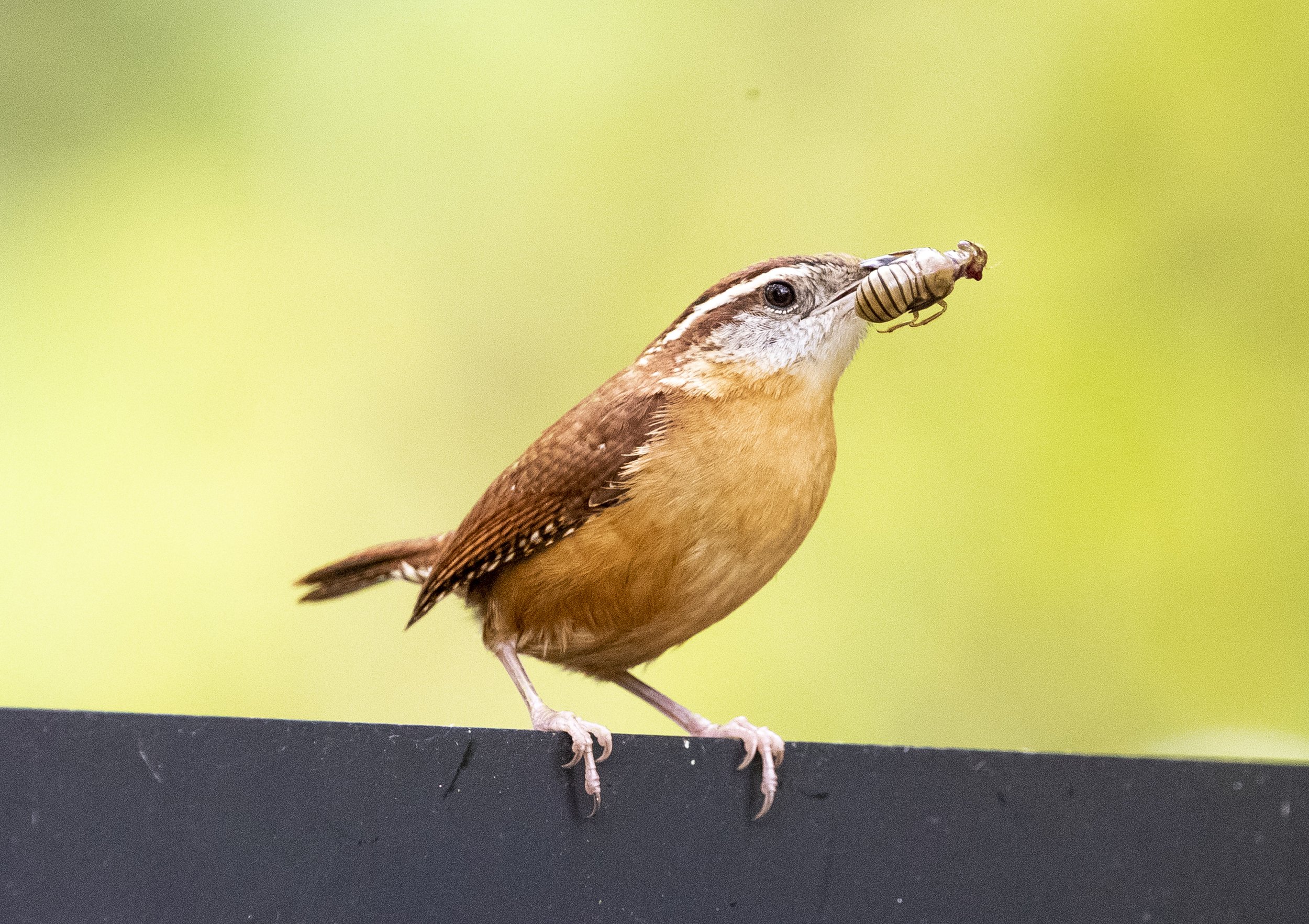  A Carolina wren holds a buggy snack in its mouth at Circle B Bar Reserve in Lakeland on Monday, April 24, 2023. 