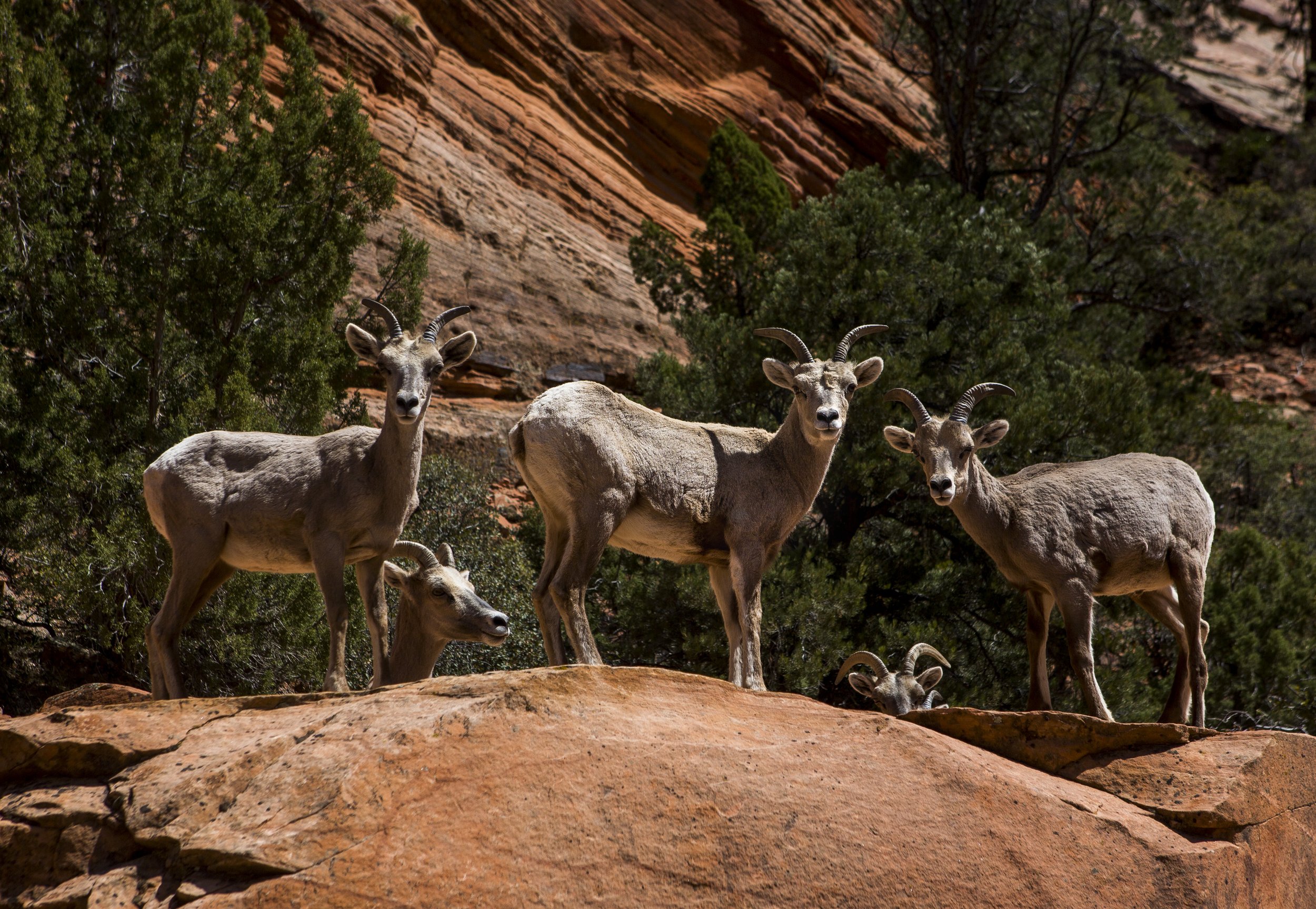  Bighorn sheep stand at attention near Zion National Park in Utah. 