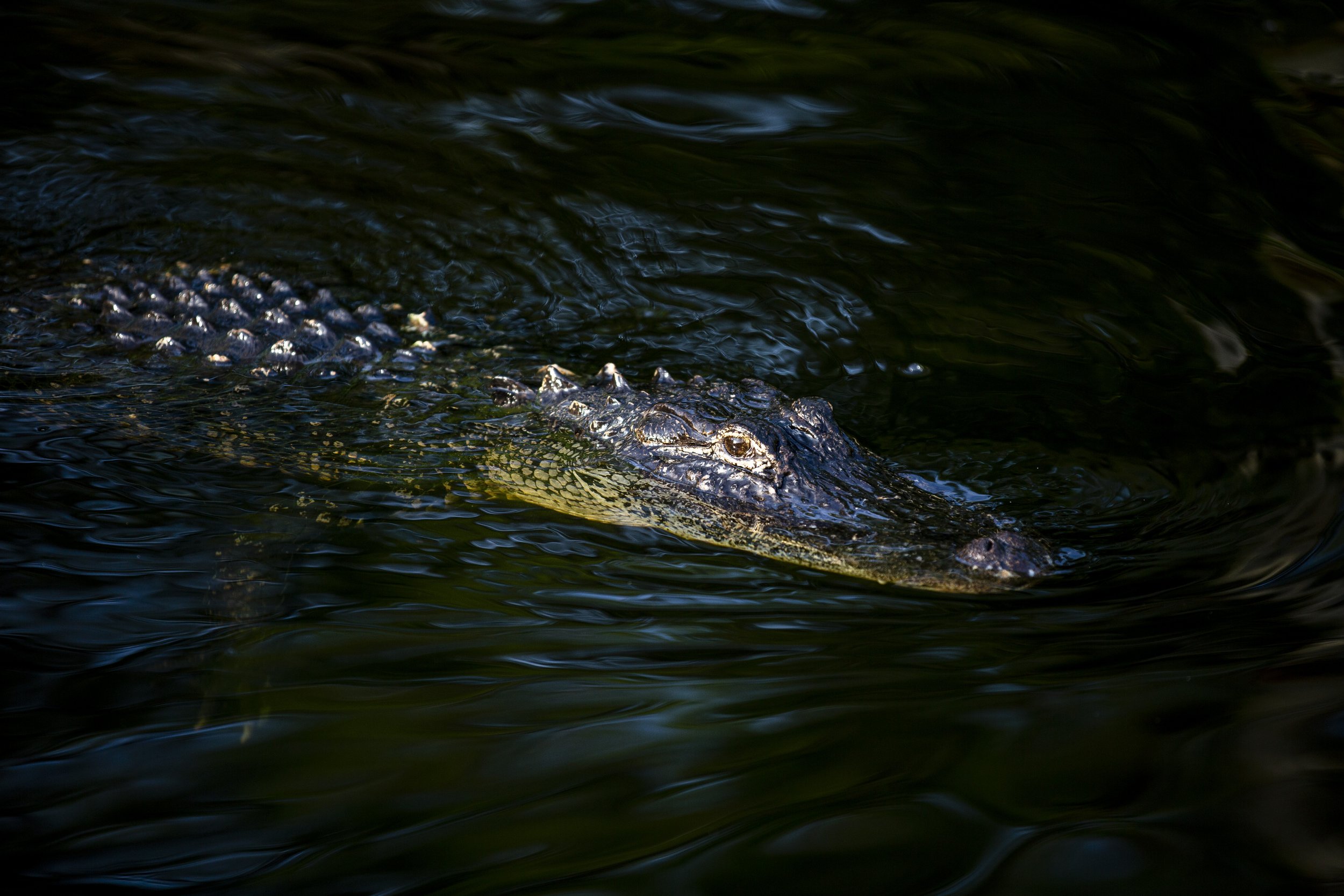  Alligators lurk in a swamp along the Loop Road Scenic Drive in the Everglades on Saturday, April 24, 2021. 
