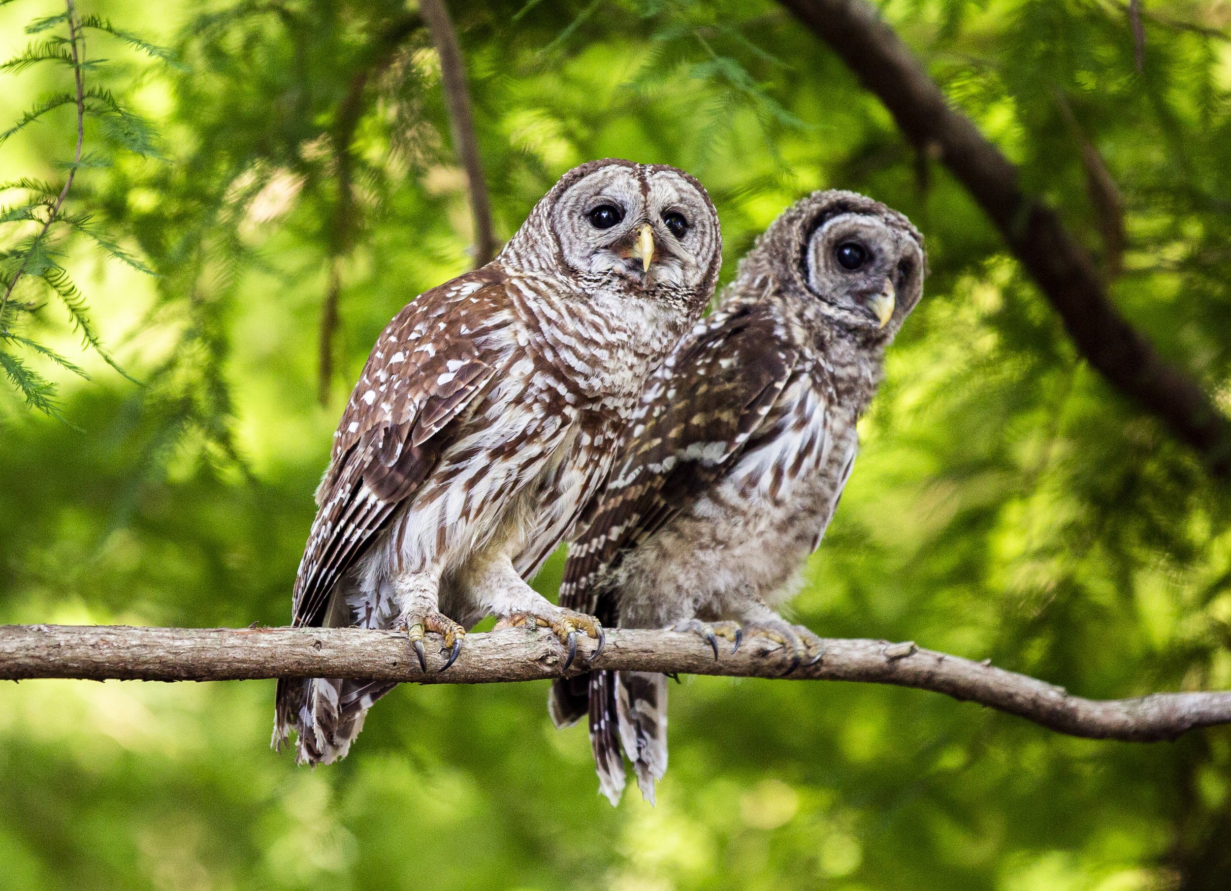  A pair of barred owls are perched in a tree at Greenwood Urban Wetlands on Tuesday, May 25, 2021. 