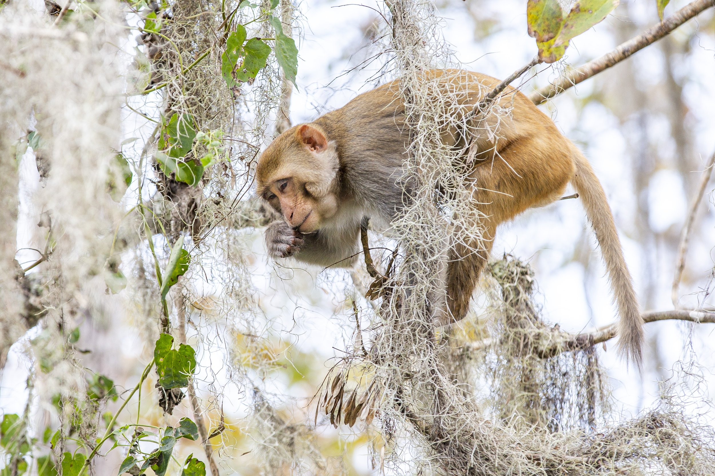  Rhesus macaque monkeys are nonnative inhabitants of the Silver Springs ecosystem. 