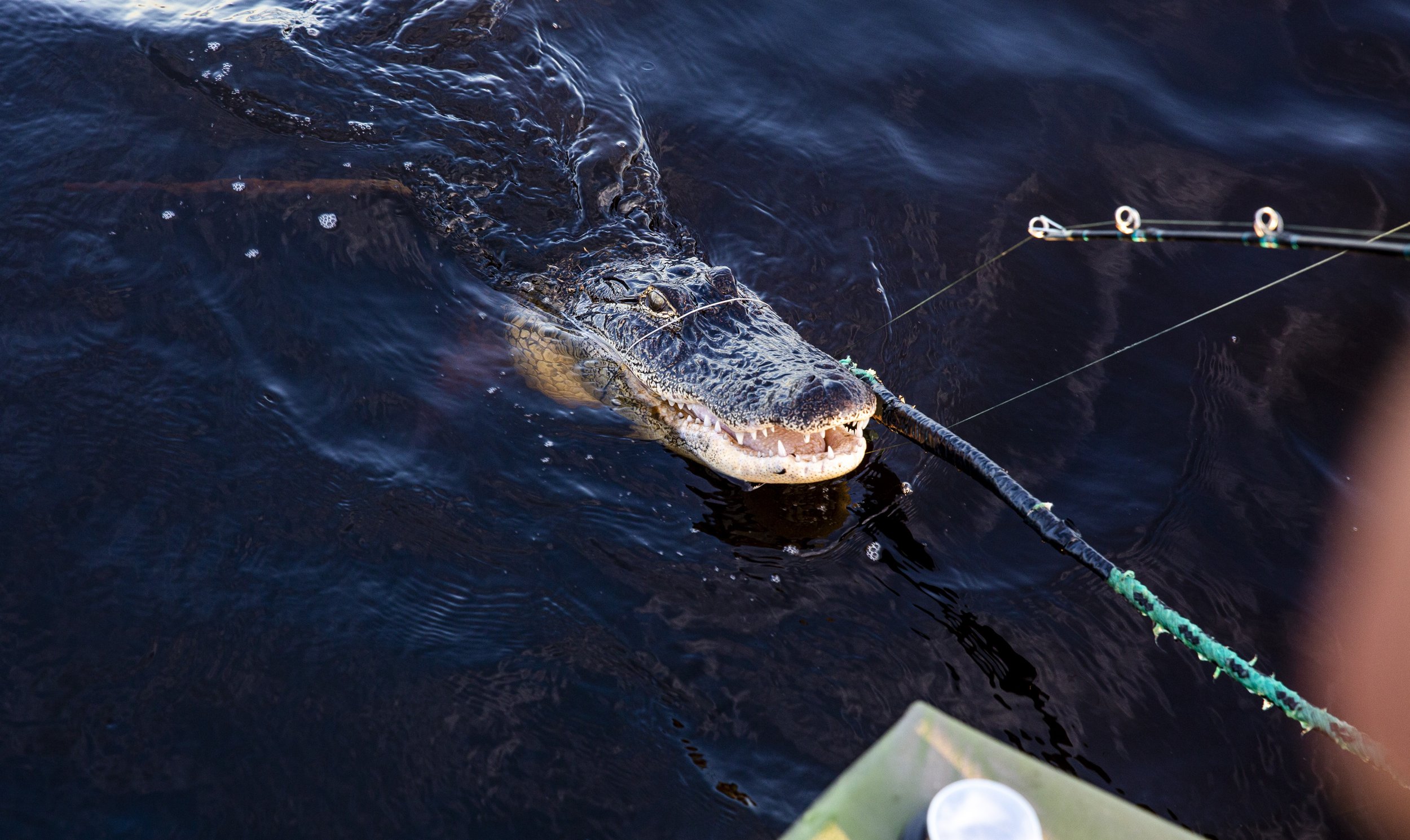  An alligator gazes up at the boat while hunters try to reel it in during an alligator hunt with Okeechobee Charters on Lake Okeechobee Friday, Sept. 27, 2019. 