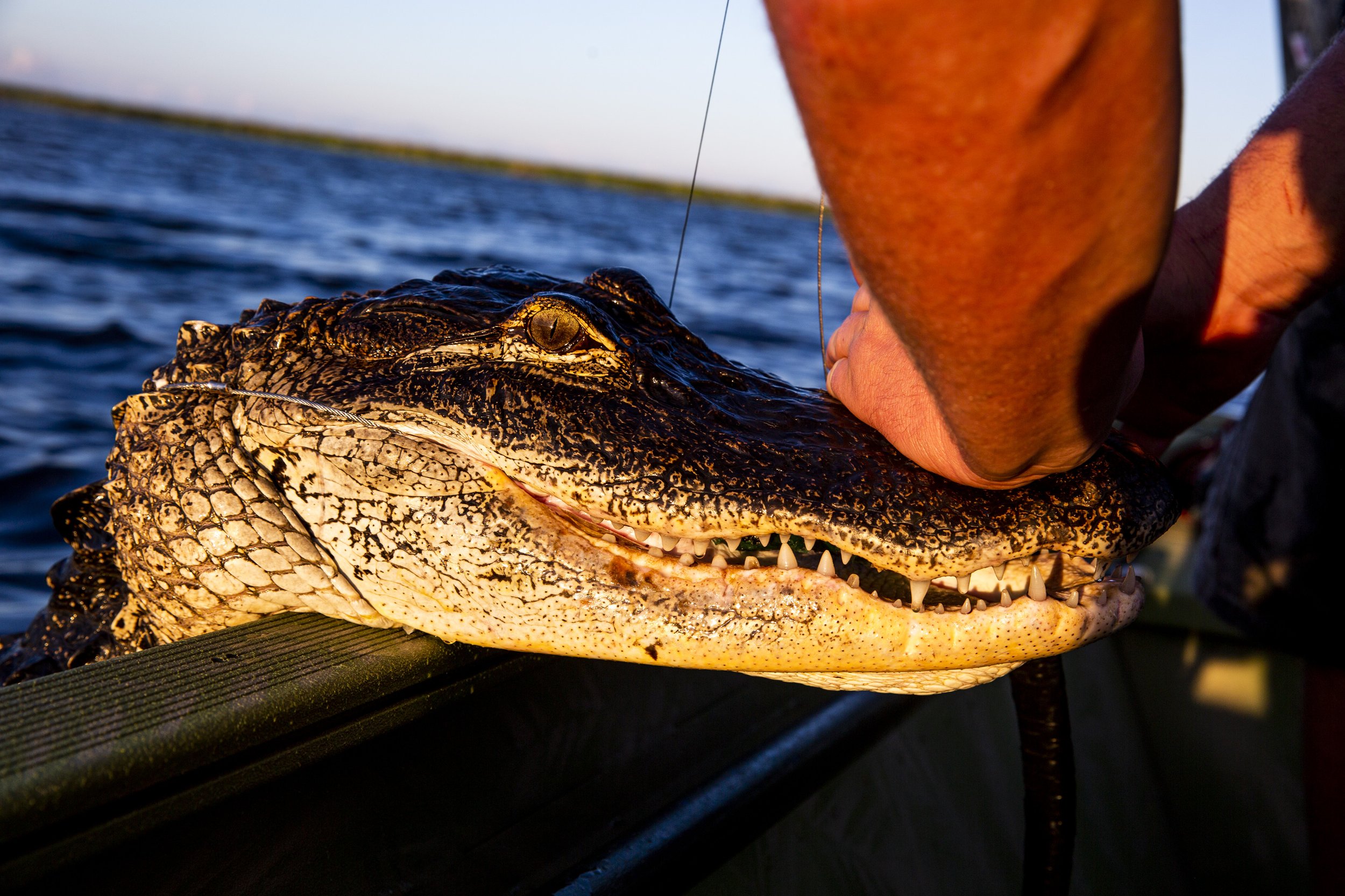  Hunters work on pulling an alligator into the boat during a hunt with Okeechobee Charters on Lake Okeechobee Friday, Sept. 27, 2019. 