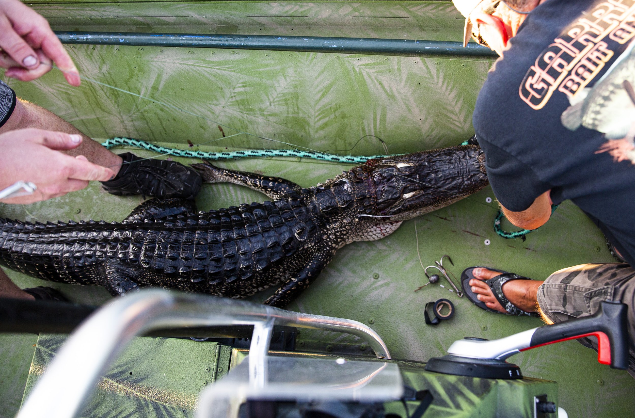  Capt. Bob Stafford works to measure and tag an alligator during a hunt with Okeechobee Charters on Lake Okeechobee Friday, Sept. 27, 2019. 