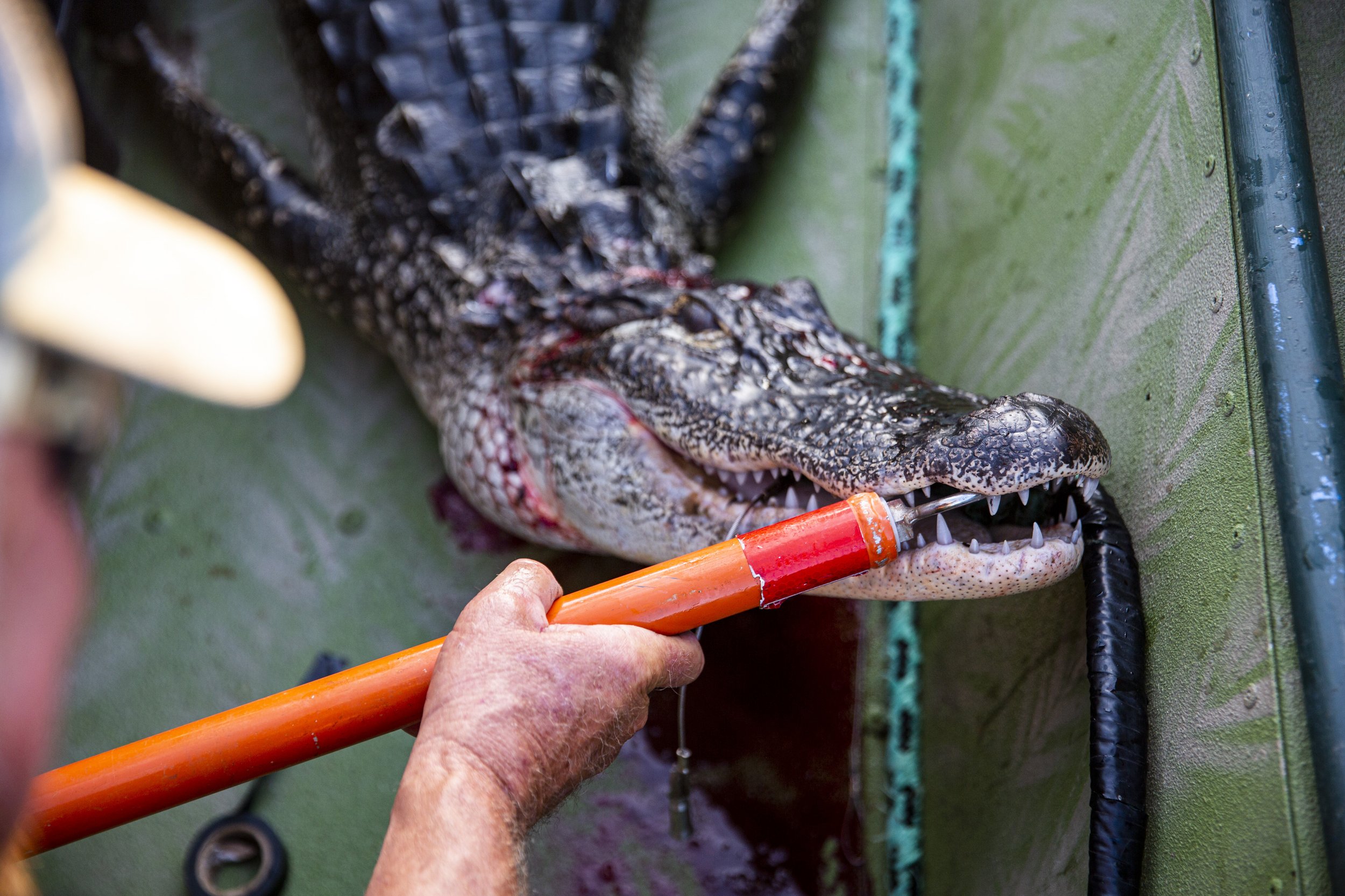  Capt. Bob Stafford works to pry a harpoon line from a gator's mouth after dispatching the animal and getting it in the boat during an alligator hunt with Okeechobee Charters on Lake Okeechobee Friday, Sept. 27, 2019. 