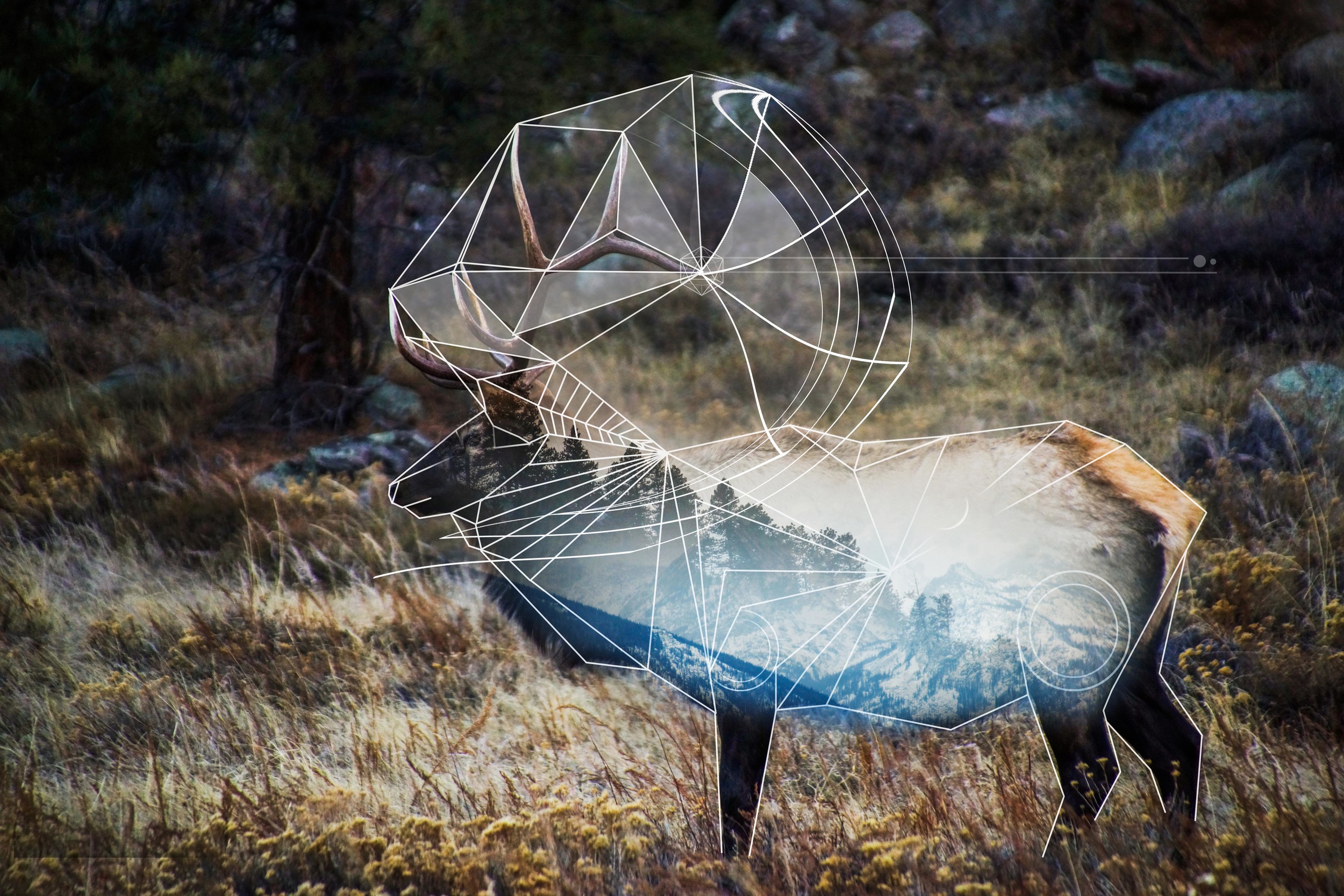 Reindeer- Estes Park, Colorado