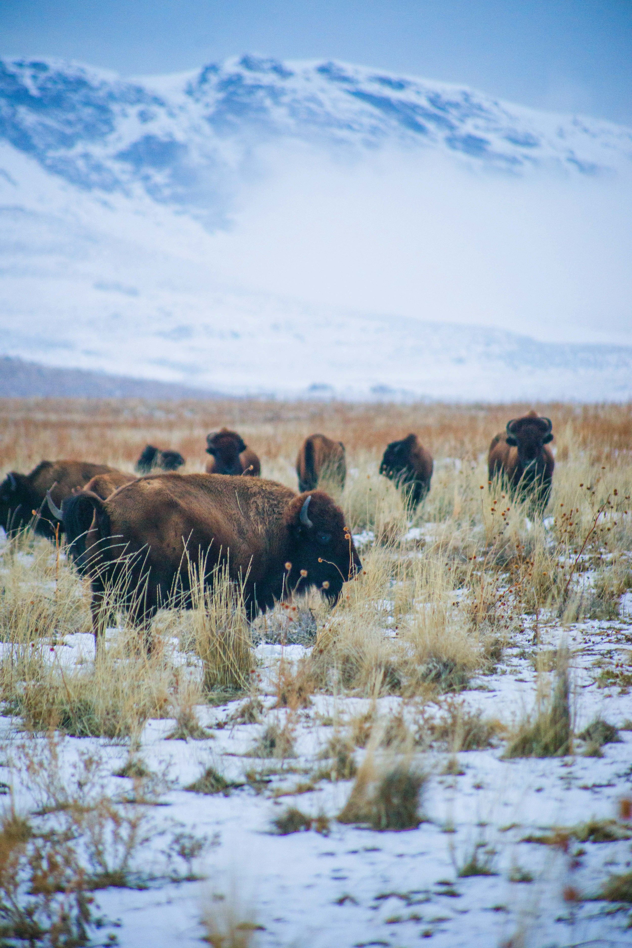 Antelope Island State Park