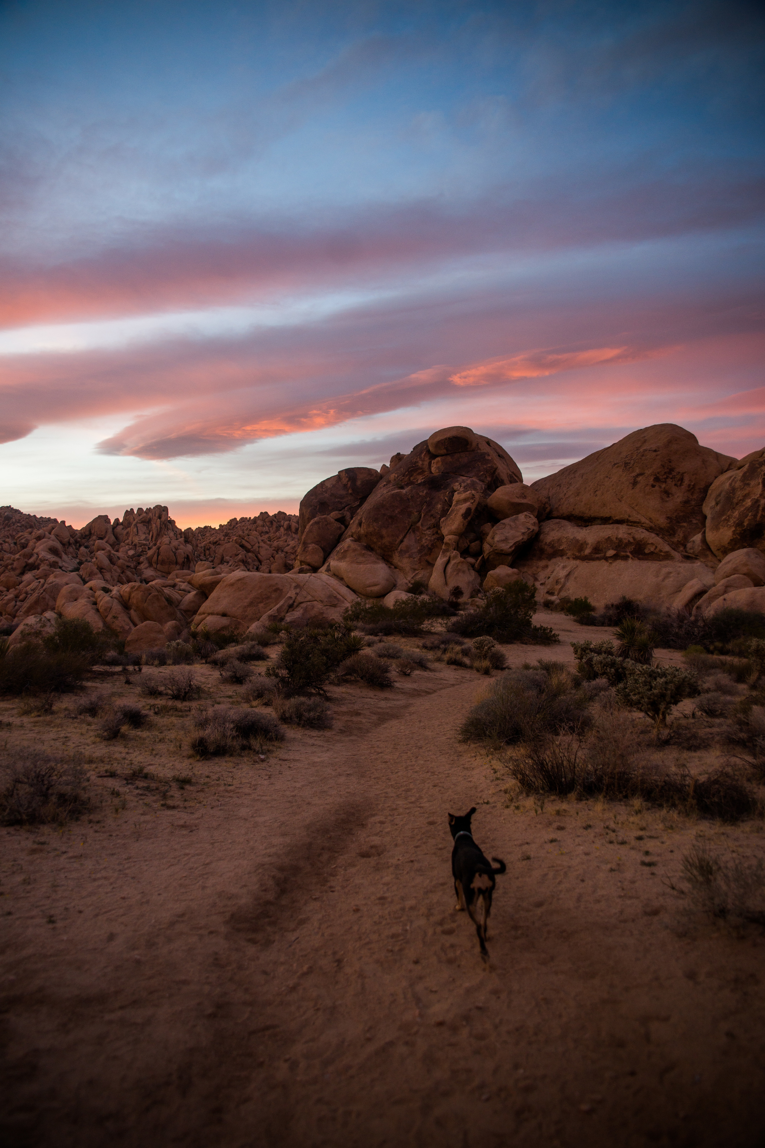 Joshua Tree National Park