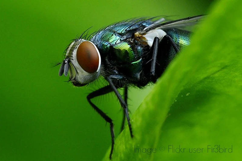 Pain by Peycho Kanev 