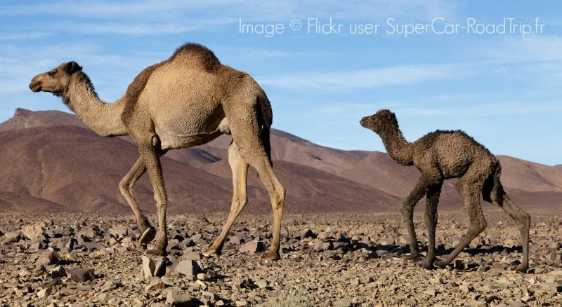 Jamal by Kika Dorsey