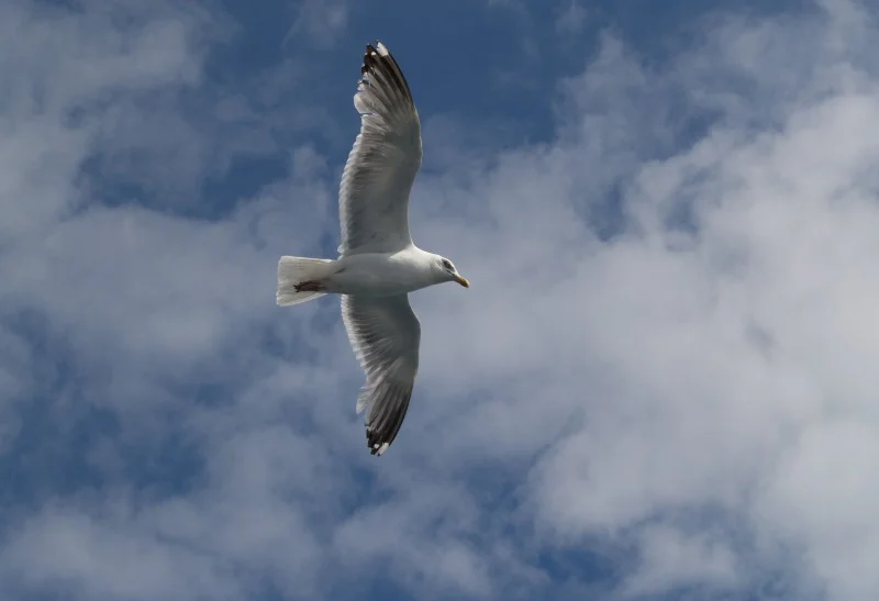 Bright White by Martina Reisz Newberry 