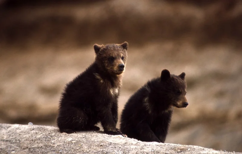 The Misadventures of a Famous Bear's Less-famous Older Brother, Hans by H.R. Sinclair 