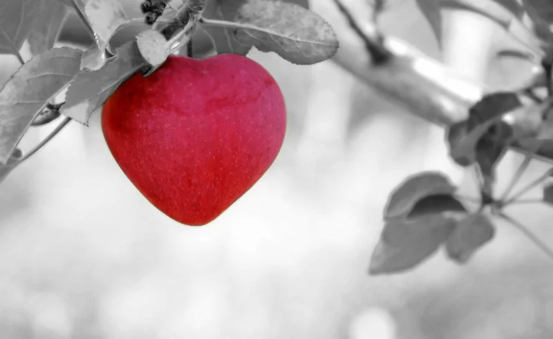 The Guide to Good Apple Self-Care by René Ostberg