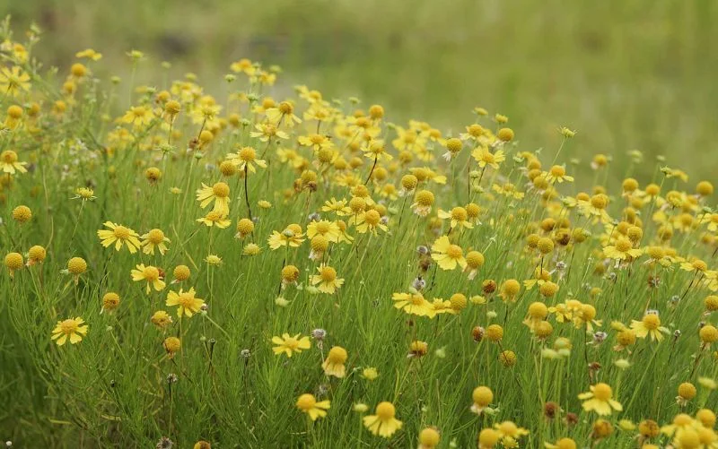 FLASH FICTIONMy Little Boy is Sitting on Flowersby Morgan Bazilian