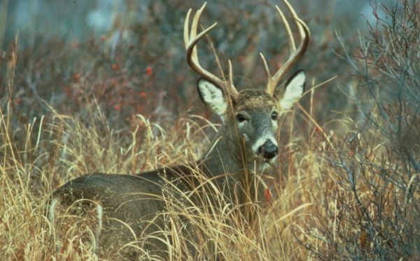 POETRYAntlerby Meggie Royer